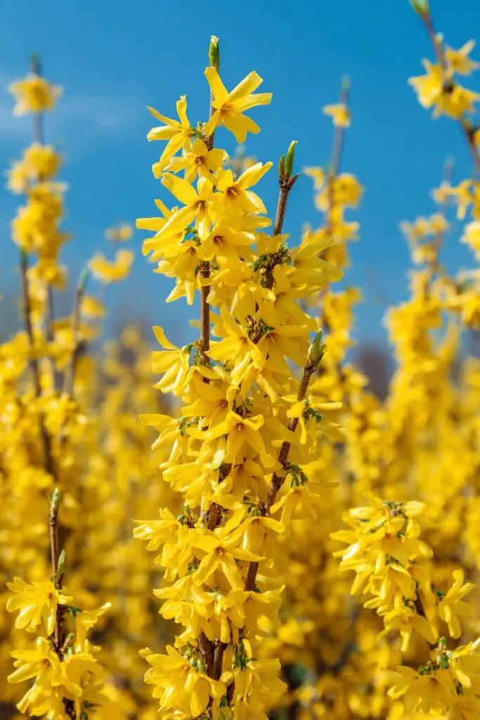 10 Fast-Growing Shrubs for Instant Impact 3 10 Fast-Growing Shrubs for Instant Impact