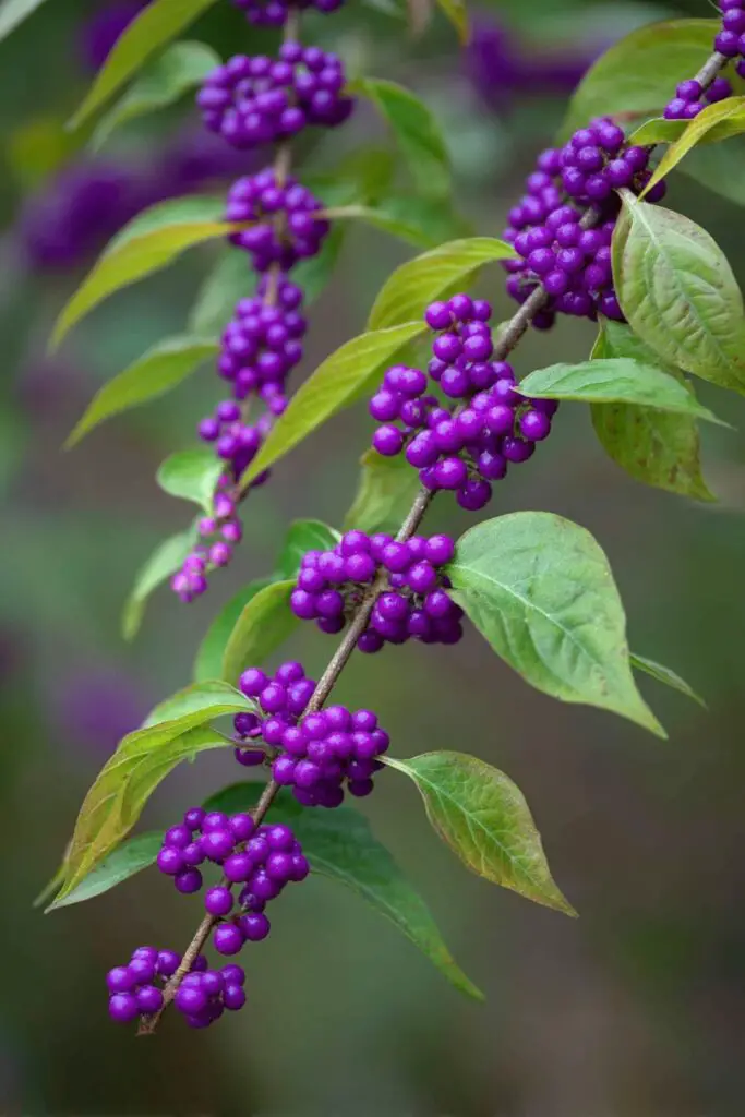10 Fast-Growing Shrubs for Instant Impact 5 10 Fast-Growing Shrubs for Instant Impact