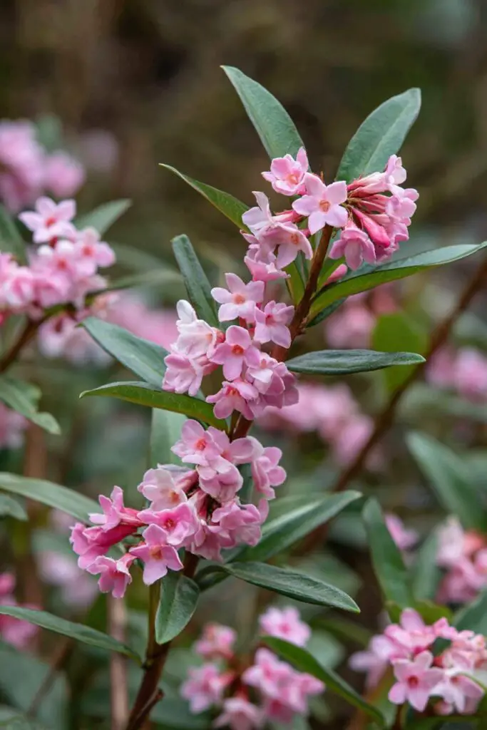 5 Low-Growing Shrubs Every Garden Needs 6 5 Low-Growing Shrubs Every Garden Needs