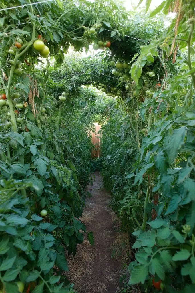 8 Tomato Trellis Ideas for a Stronger Garden 6 8 Tomato Trellis Ideas for a Stronger Garden
