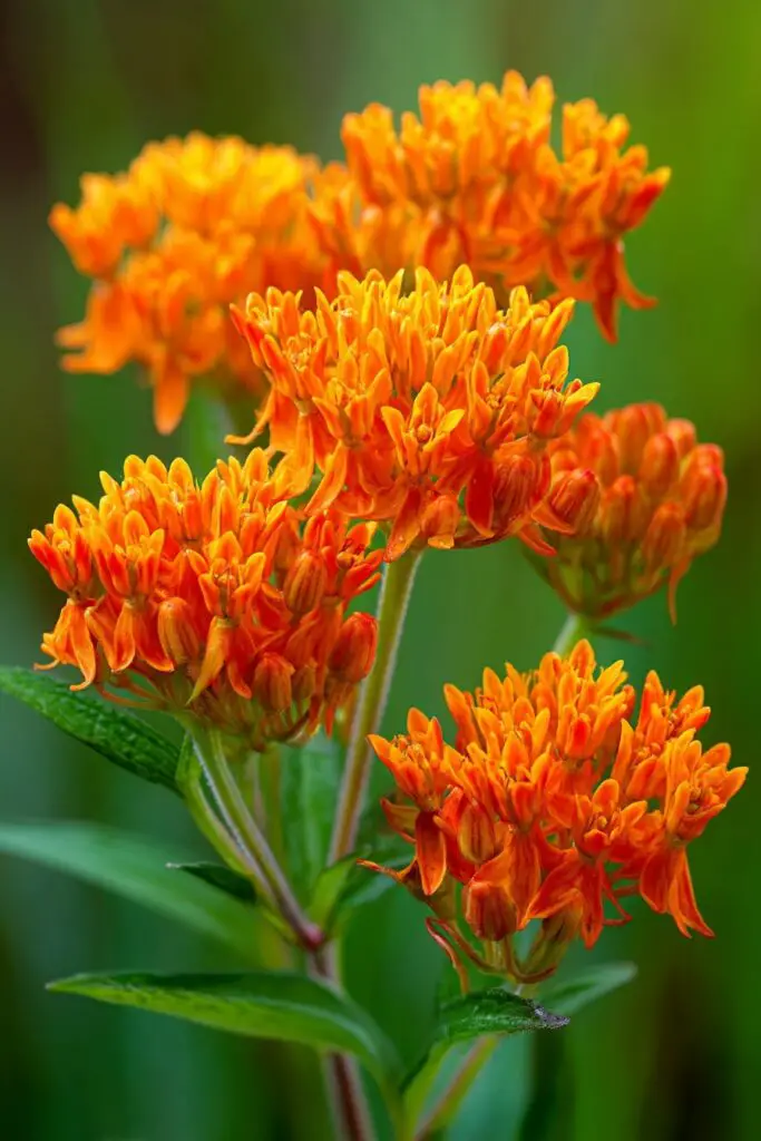 5 Wildflowers for Synthetic Turf Gardens 6 5 Wildflowers for Synthetic Turf Gardens