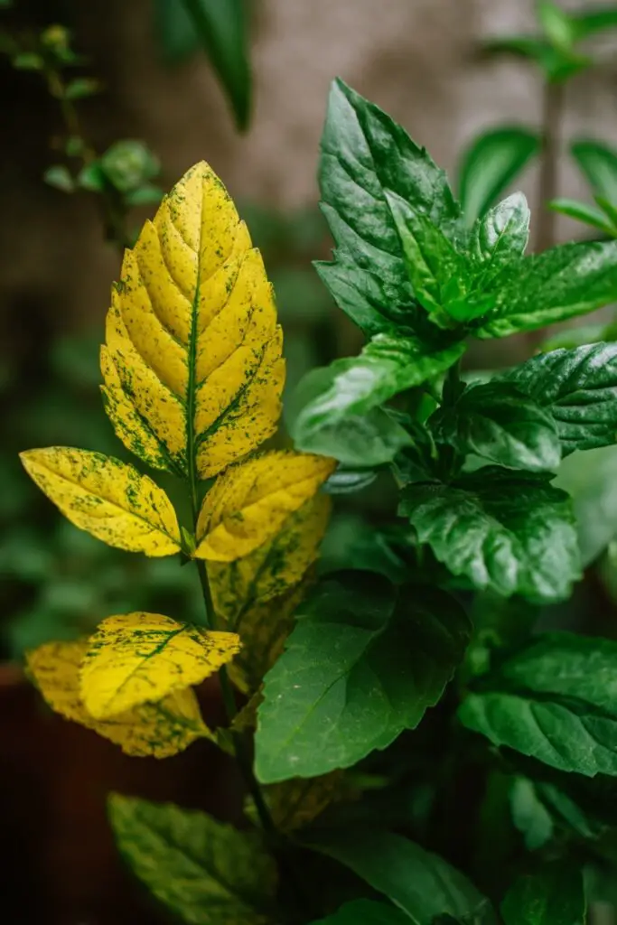 Beginner’s Guide to Starting an Herb Garden 9 Beginner’s Guide to Starting an Herb Garden