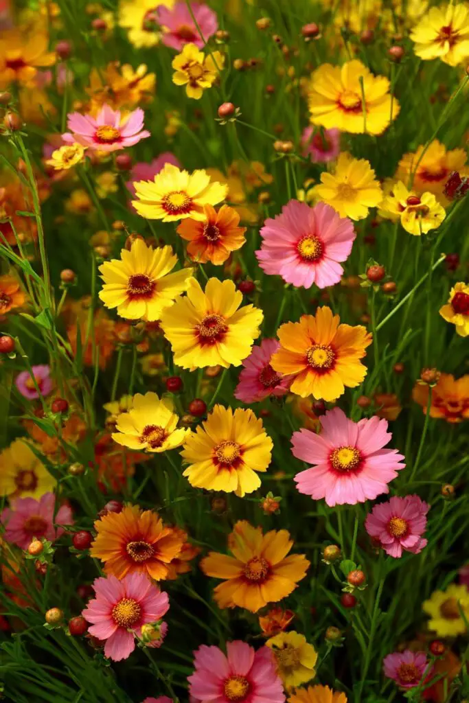 5 Wildflowers for Synthetic Turf Gardens 5 5 Wildflowers for Synthetic Turf Gardens