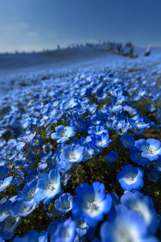 Iconic Flower Fields for Your Bucket List 4 Iconic Flower Fields for Your Bucket List