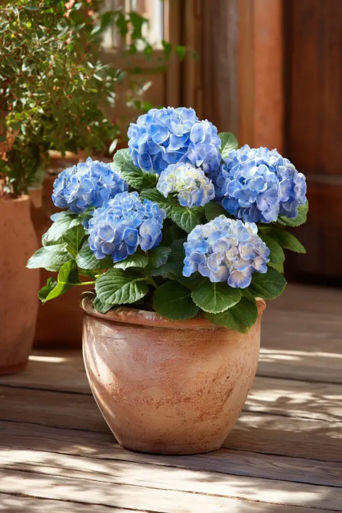 Best Dwarf Hydrangea Varieties for Small Gardens 7 Best Dwarf Hydrangea Varieties for Small Gardens