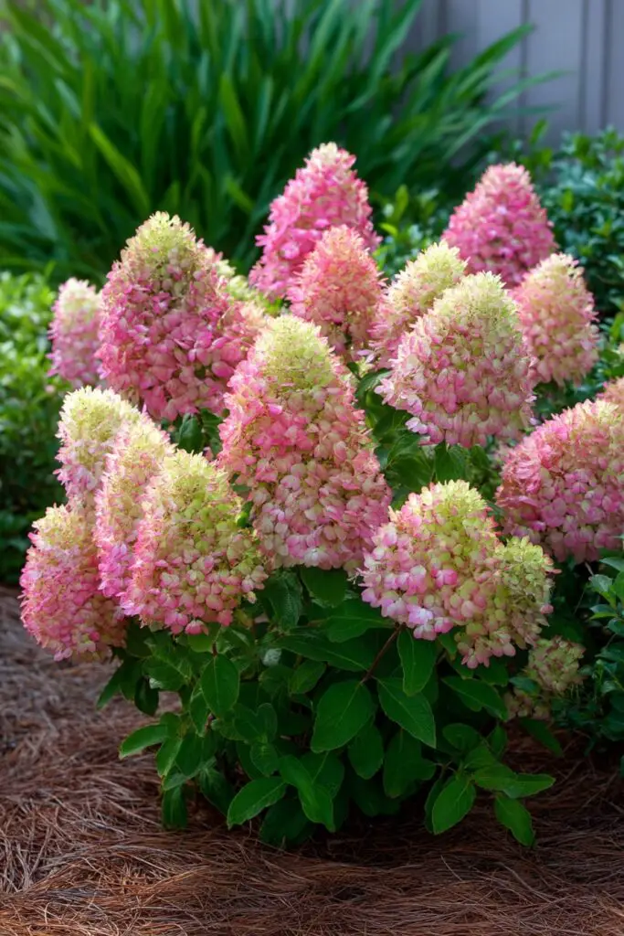 Best Dwarf Hydrangea Varieties for Small Gardens 5 Best Dwarf Hydrangea Varieties for Small Gardens