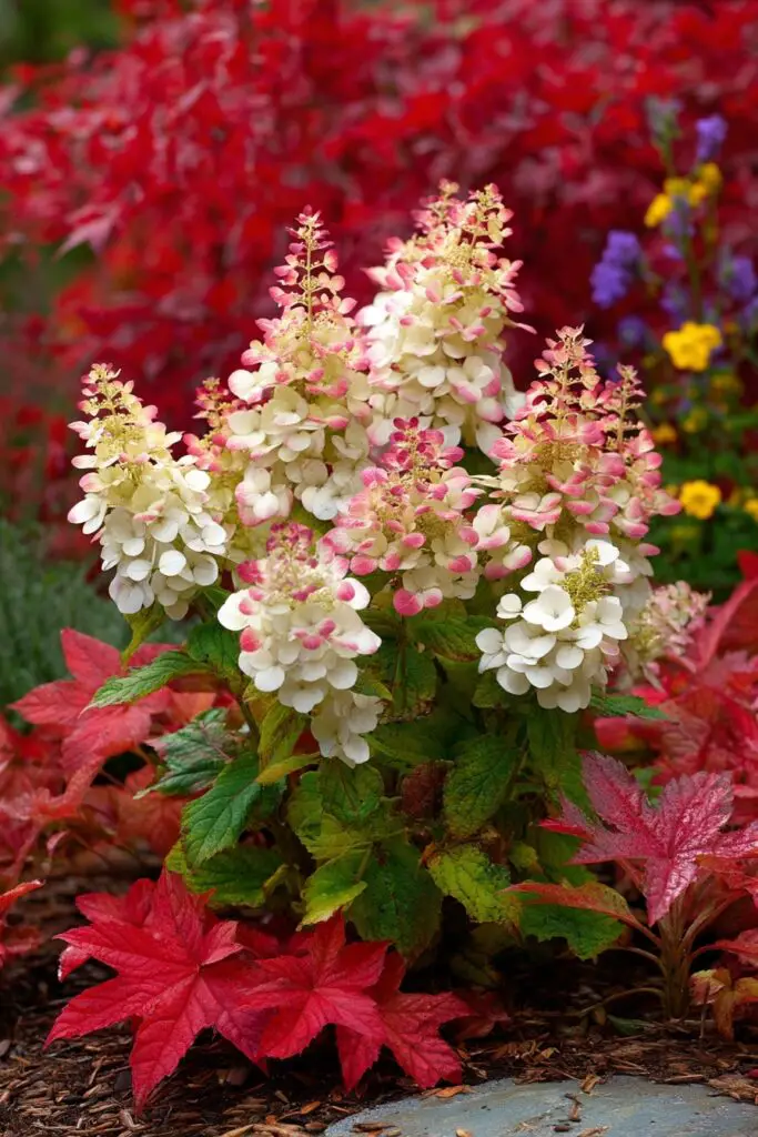 Best Dwarf Hydrangea Varieties for Small Gardens 3 Best Dwarf Hydrangea Varieties for Small Gardens