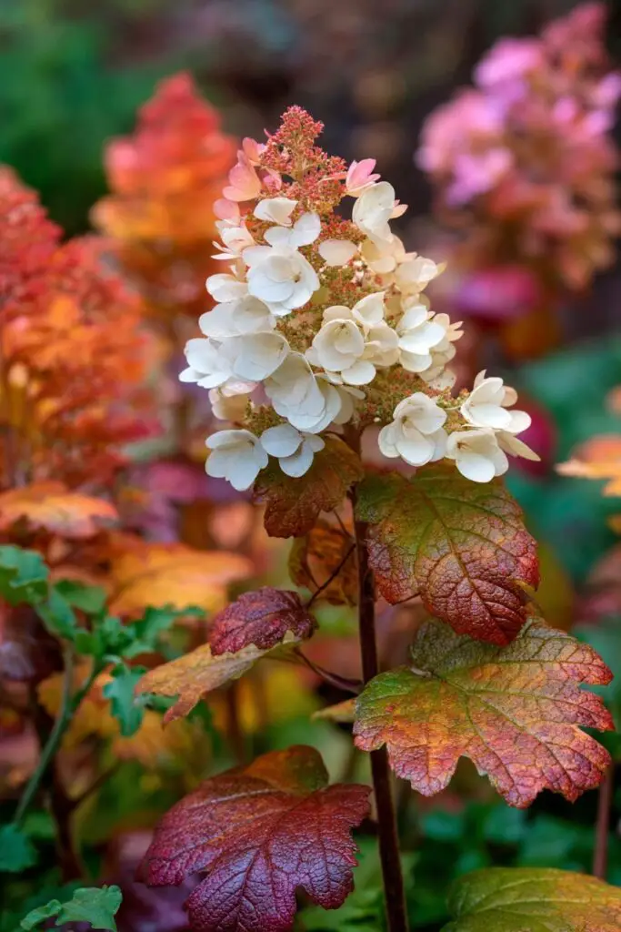 Best Dwarf Hydrangea Varieties for Small Gardens 6 Best Dwarf Hydrangea Varieties for Small Gardens