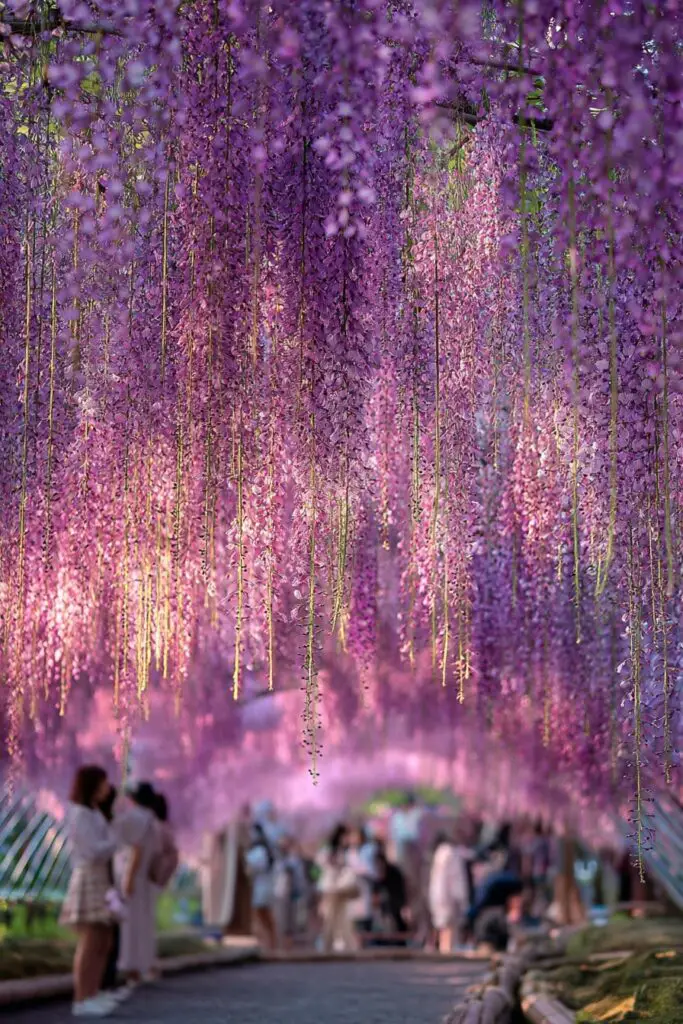 Iconic Flower Fields for Your Bucket List 9 Iconic Flower Fields for Your Bucket List