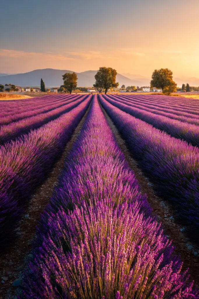 Iconic Flower Fields for Your Bucket List 5 Iconic Flower Fields for Your Bucket List