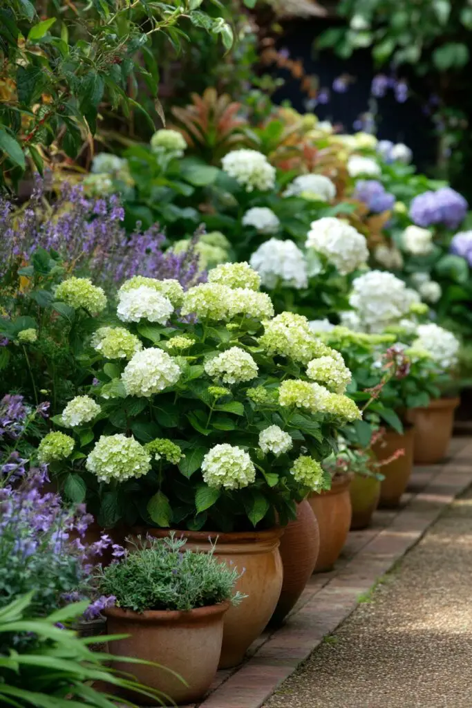 Best Dwarf Hydrangea Varieties for Small Gardens 8 Best Dwarf Hydrangea Varieties for Small Gardens