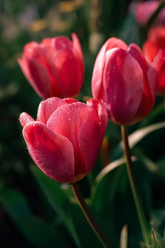 Beautiful Spring Flowers Guide | Garden Tips 3 Beautiful Spring Flowers Guide | Garden Tips