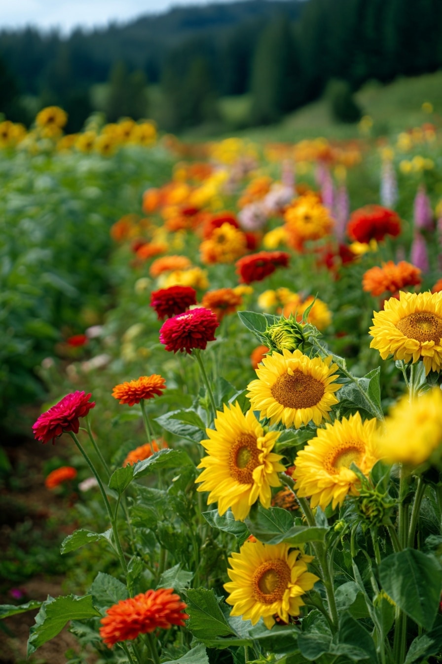 What Is a Cut Flower Farm? Complete Guide