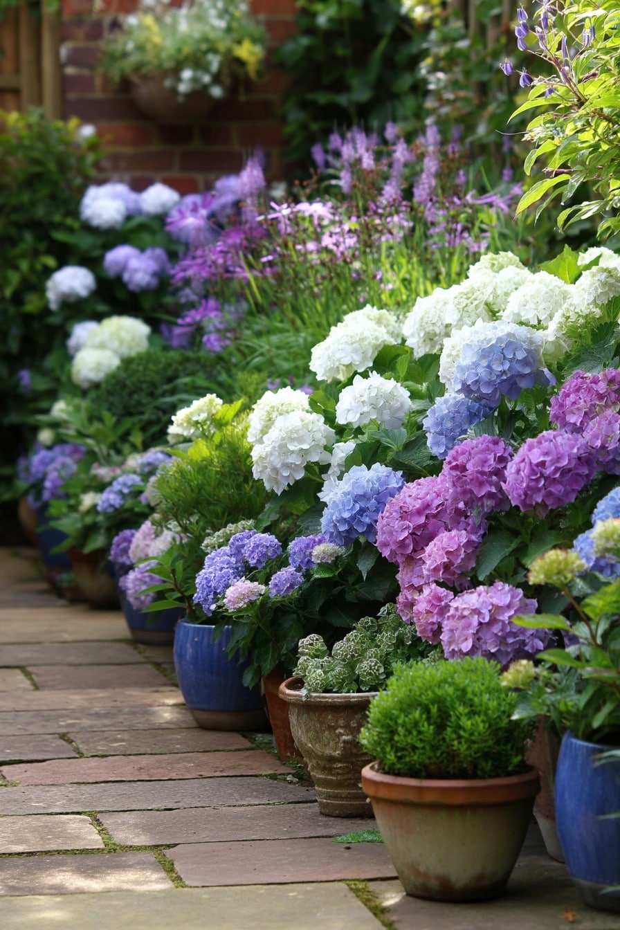Best Dwarf Hydrangea Varieties for Small Gardens