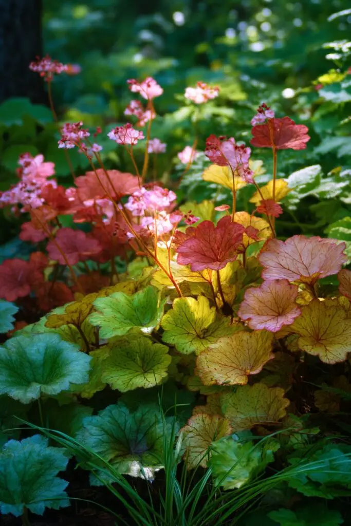 How to Grow Coral Bells: 5 Easy Care Tips 2 How to Grow Coral Bells: 5 Easy Care Tips