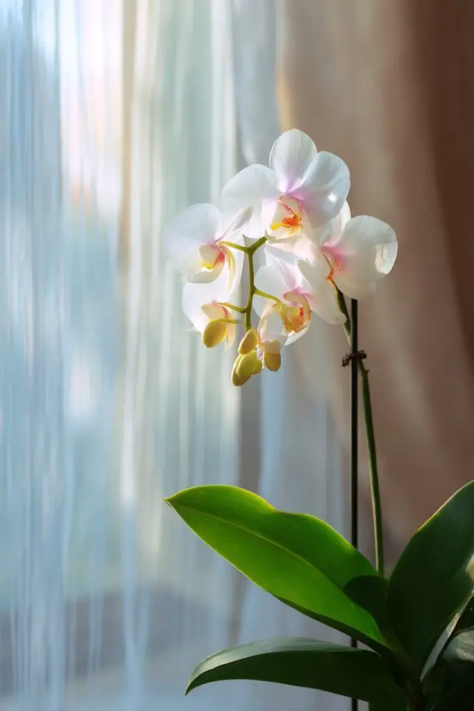 Orchid Flower Care: 5 Easy Growing Tips 2 Orchid Flower Care: 5 Easy Growing Tips