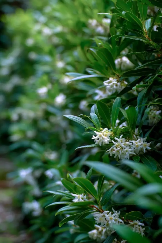 9 Evergreen Landscape Ideas for Year-Round Gardens 4 9 Evergreen Landscape Ideas for Year-Round Gardens