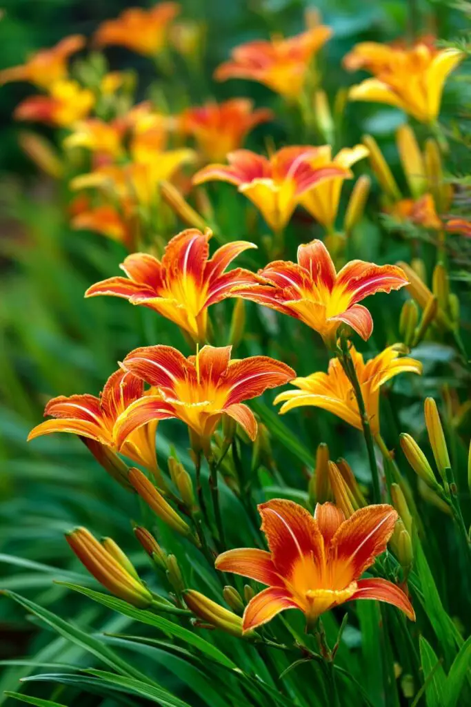 Full Sun Perennial Garden Ideas for Bright Landscapes 3 Full Sun Perennial Garden Ideas for Bright Landscapes