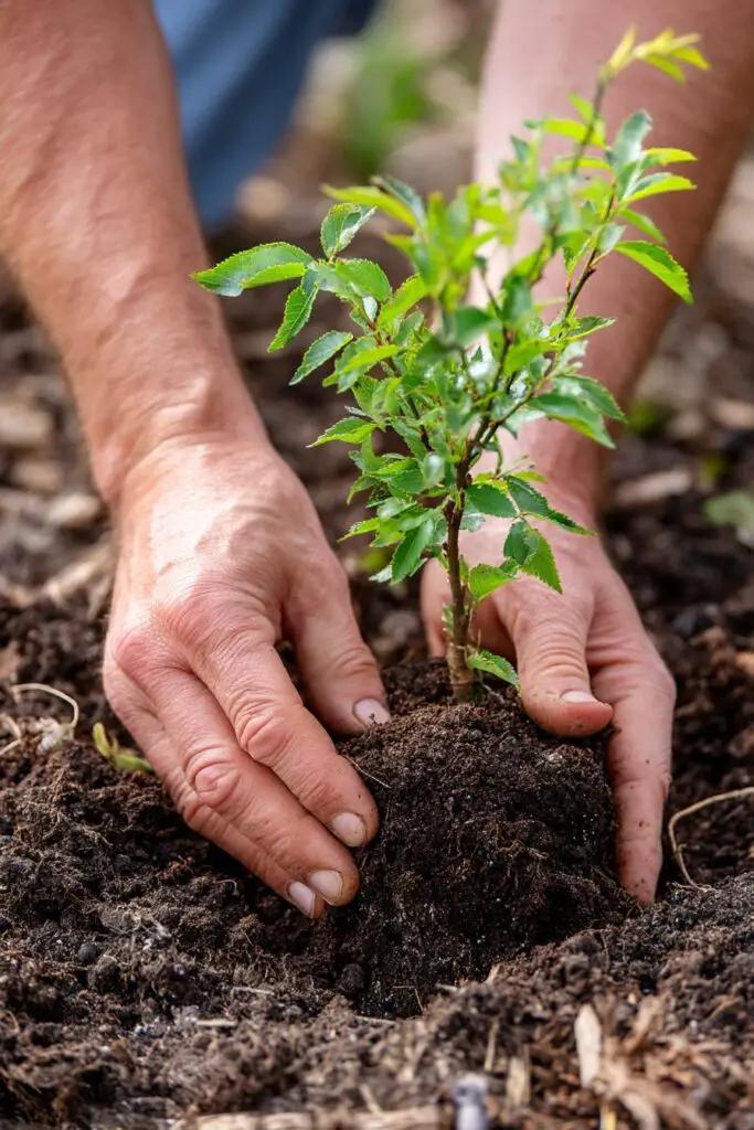 Weeping Cherry Tree Care: 5 Growing Tips 4 Weeping Cherry Tree Care: 5 Growing Tips