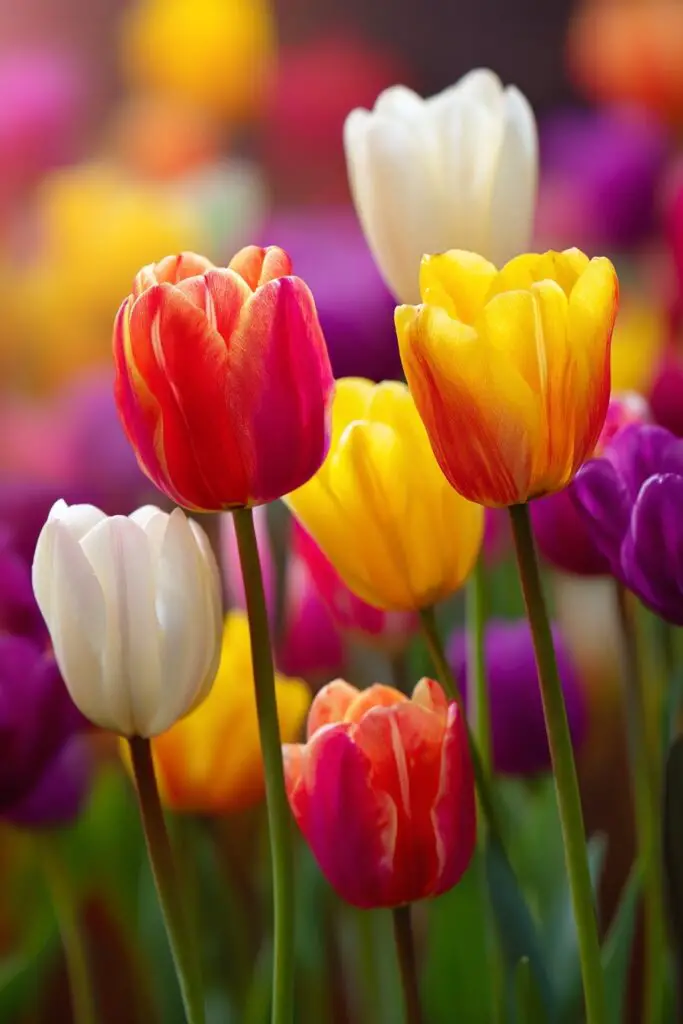 8 Facts About Tulips Flowers You Should Know 4 8 Facts About Tulips Flowers You Should Know