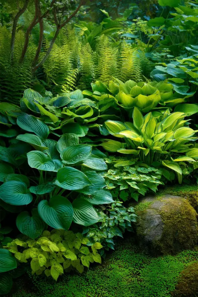 Hosta Garden Ideas for a Stunning Shade Space 6 Hosta Garden Ideas for a Stunning Shade Space