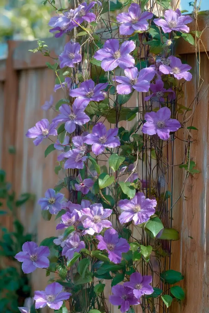 Clematis Trellis Ideas for a Beautiful Garden 7 Clematis Trellis Ideas for a Beautiful Garden