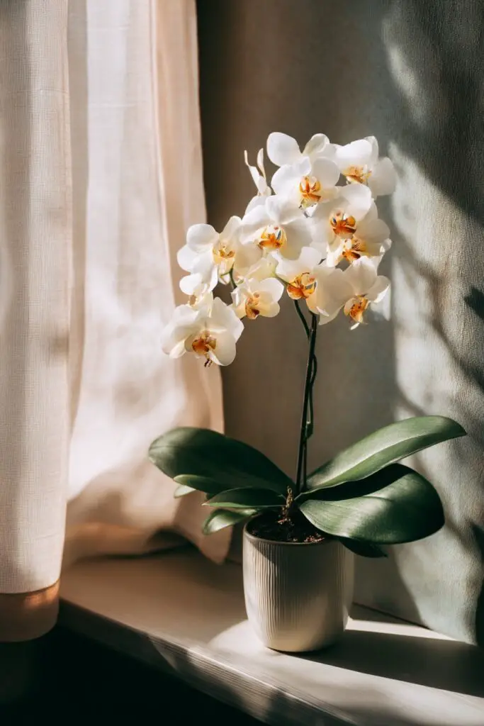 How To Revive An Orchid: 5 Easy Ways 7 How To Revive An Orchid: 5 Easy Ways
