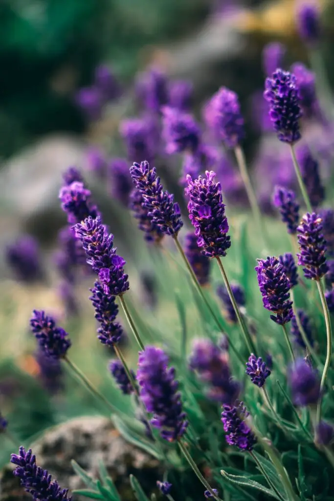 7 Full Sun Perennials for a Colorful Garden 7 7 Full Sun Perennials for a Colorful Garden