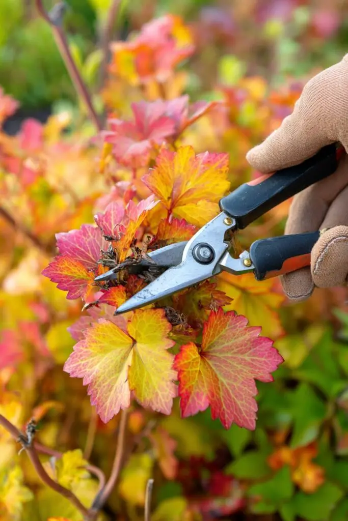 How to Grow Coral Bells: 5 Easy Care Tips 7 How to Grow Coral Bells: 5 Easy Care Tips