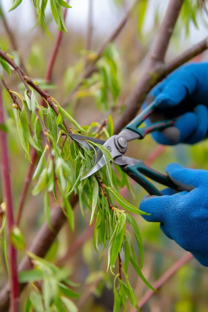 Weeping Cherry Tree Care: 5 Growing Tips 7 Weeping Cherry Tree Care: 5 Growing Tips