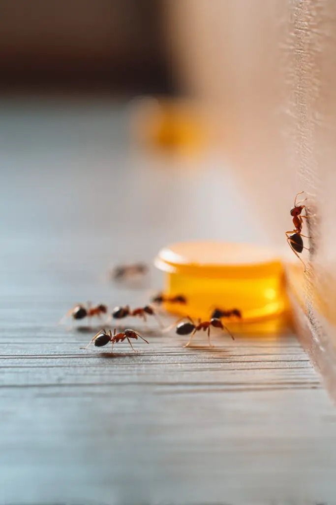 How to Get Rid of Ants Fast and Keep Them Away 7 How to Get Rid of Ants Fast and Keep Them Away