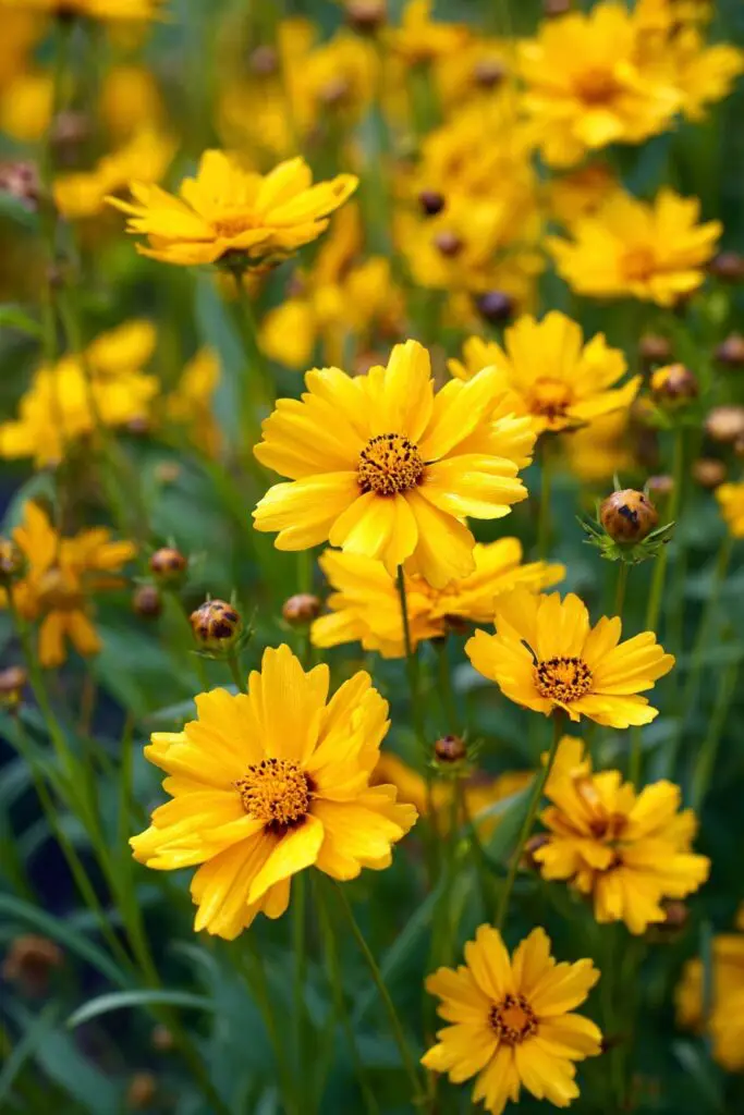 7 Full Sun Perennials for a Colorful Garden 9 7 Full Sun Perennials for a Colorful Garden