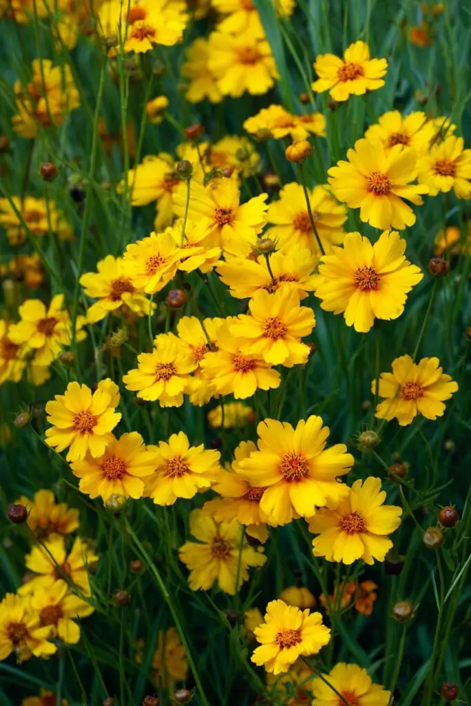 Full Sun Perennial Garden Ideas for Bright Landscapes 6 Full Sun Perennial Garden Ideas for Bright Landscapes