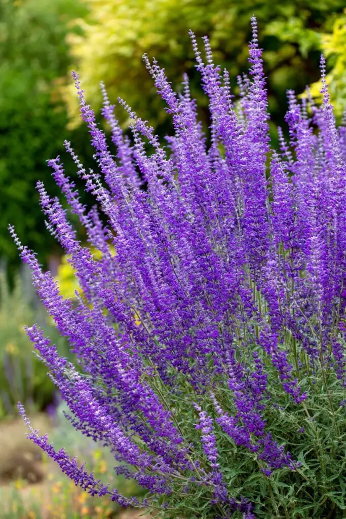 Full Sun Perennial Garden Ideas for Bright Landscapes 8 Full Sun Perennial Garden Ideas for Bright Landscapes