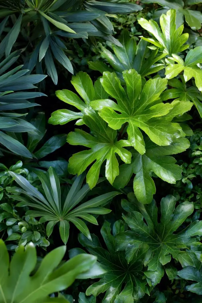 9 Evergreen Landscape Ideas for Year-Round Gardens 15 9 Evergreen Landscape Ideas for Year-Round Gardens