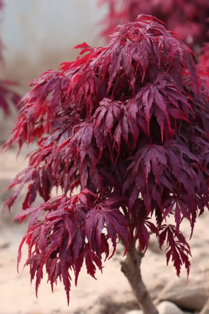 8 Japanese Maple Trees for a Stunning Landscape 13 8 Japanese Maple Trees for a Stunning Landscape