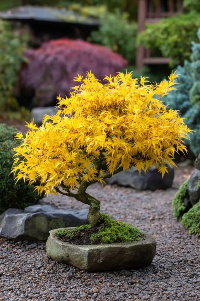 8 Japanese Maple Trees for a Stunning Landscape 7 8 Japanese Maple Trees for a Stunning Landscape