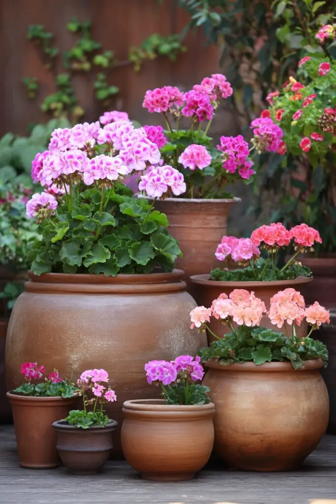Ways to Grow Geraniums in Pots for Vibrant Blooms 2 Ways to Grow Geraniums in Pots for Vibrant Blooms