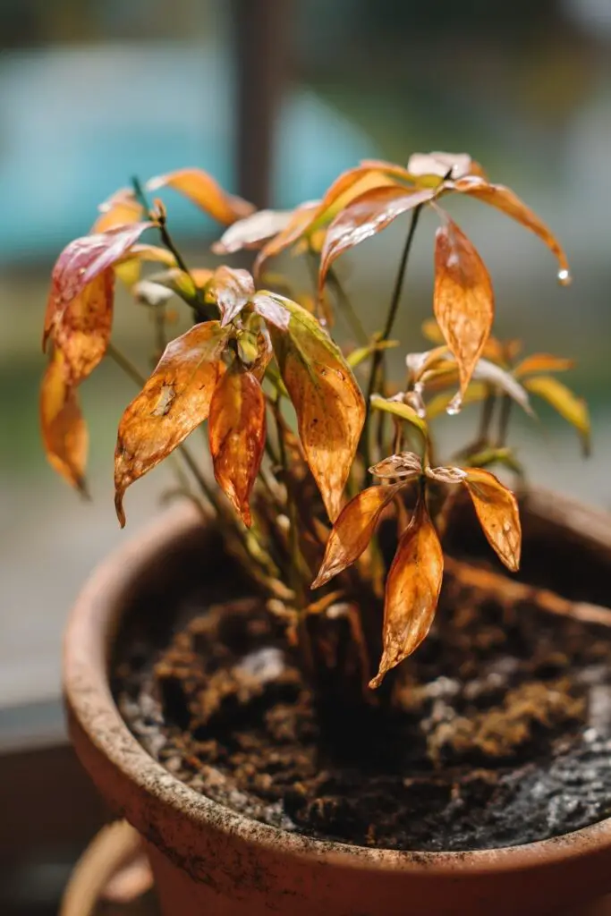 How to Plant Flower Pots and Decorate Containers 8 How to Plant Flower Pots and Decorate Containers