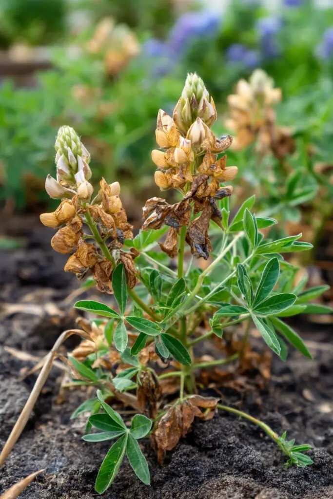 When to Plant Bluebonnets + Growing Tips 10 When to Plant Bluebonnets + Growing Tips