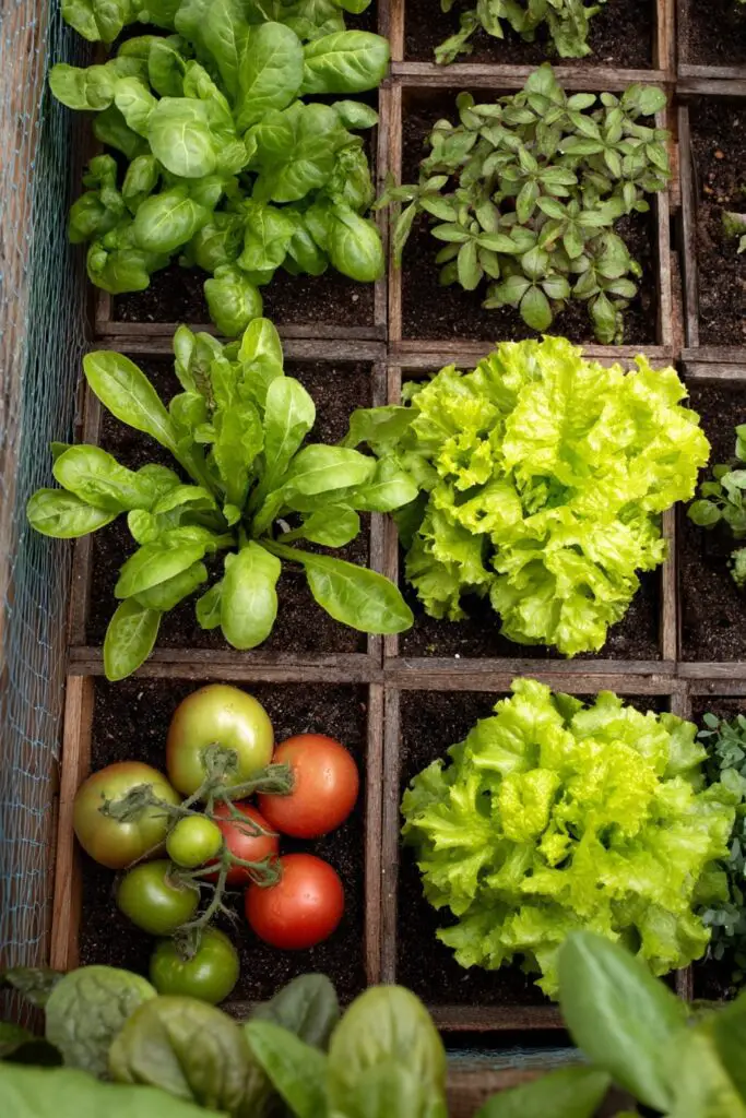 How to Design the Perfect Vegetable Garden Layout in 5 Ways 6 How to Design the Perfect Vegetable Garden Layout in 5 Ways