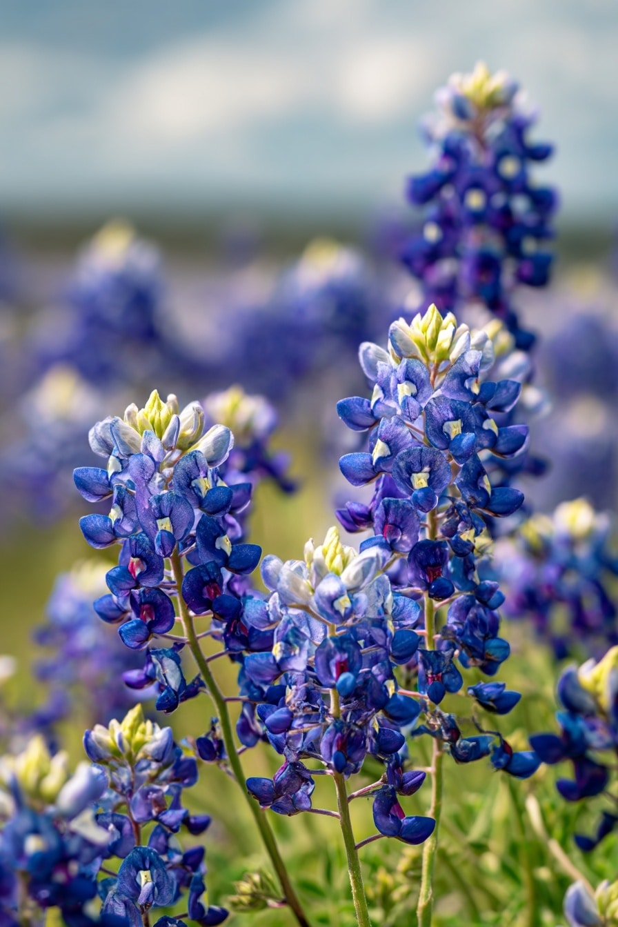 When to Plant Bluebonnets + Growing Tips