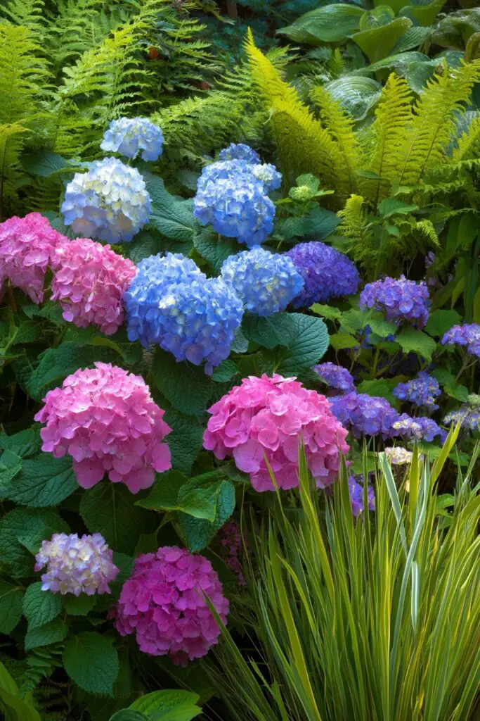 Hydrangea Landscaping Ideas for Stunning Gardens 6 Hydrangea Landscaping Ideas for Stunning Gardens