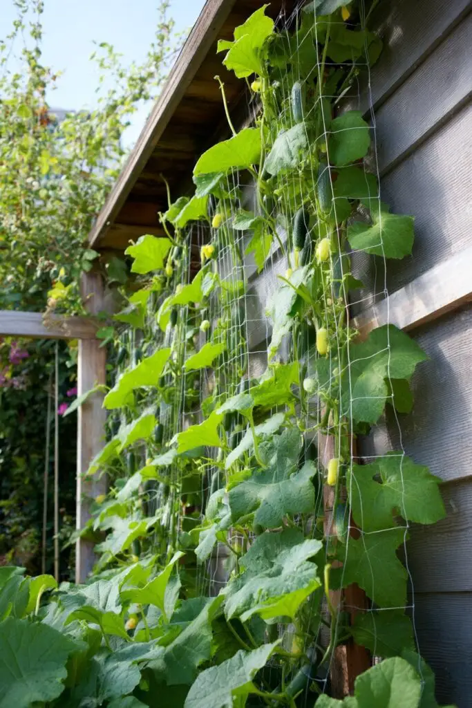 7 Best Cucumber Trellis Ideas + Easy DIY Designs 6 7 Best Cucumber Trellis Ideas + Easy DIY Designs