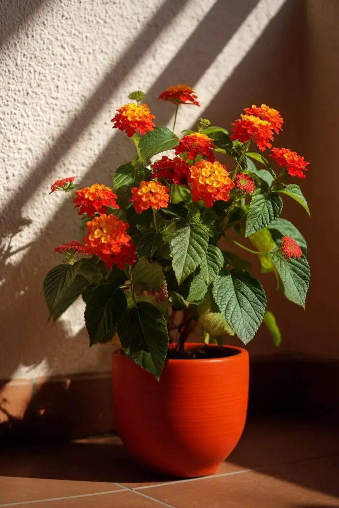 How to Grow Lantana in Containers: 5 Tips for Potted Lantanas 7 How to Grow Lantana in Containers: 5 Tips for Potted Lantanas