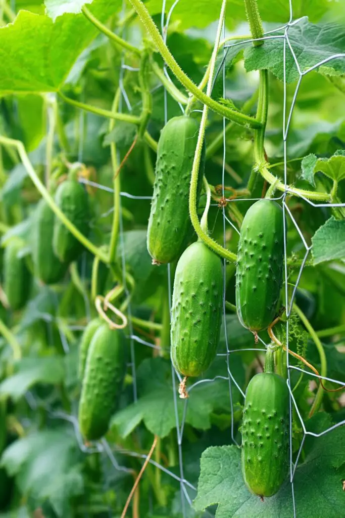 7 Best Cucumber Trellis Ideas + Easy DIY Designs 8 7 Best Cucumber Trellis Ideas + Easy DIY Designs