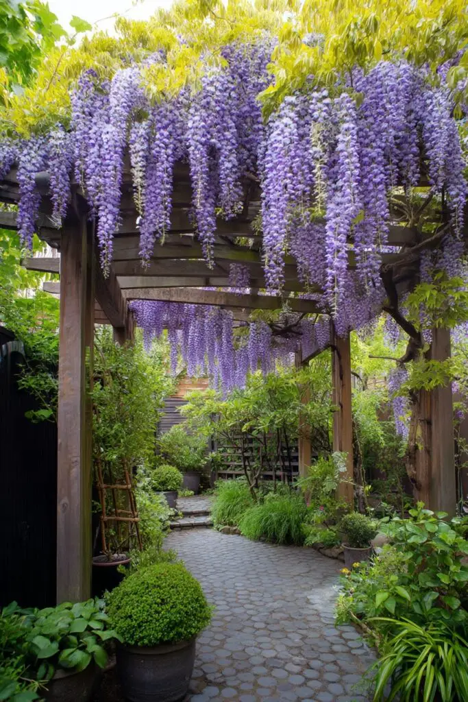 Wisteria Trellis: 5 Ways to Train Wisteria to Climb Up a Pergola 2 Wisteria Trellis: 5 Ways to Train Wisteria to Climb Up a Pergola