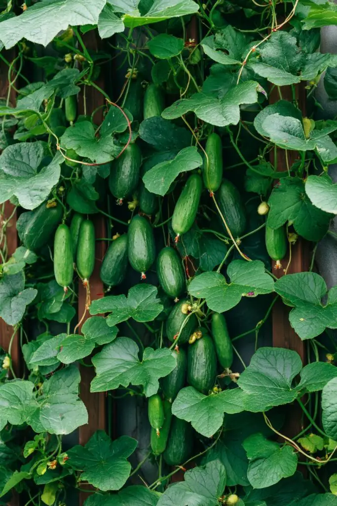 Small Vegetable Gardens Ideas for Limited Spaces 4 Small Vegetable Gardens Ideas for Limited Spaces