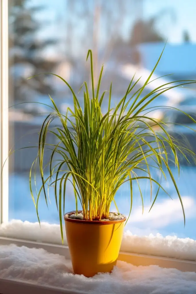 Lemongrass Herbs: Learn About Growing A Lemongrass Plant 9 Lemongrass Herbs: Learn About Growing A Lemongrass Plant