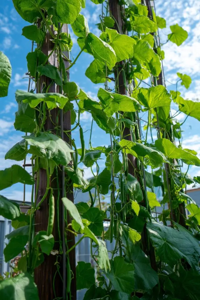 Ideas for Small Vegetable Gardens 4 Ideas for Small Vegetable Gardens